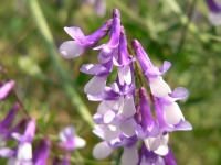 Fine-leaved vetch (Vicia tenuifolia)