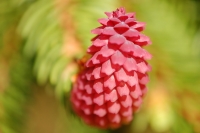 Norway spruce (Picea abies)