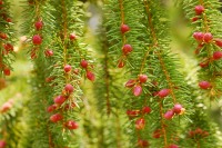 Norway spruce (Picea abies)