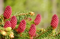 Norway spruce (Picea abies)
