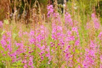 Сhamerion angustifolium