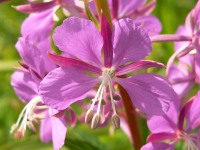 Сhamerion angustifolium