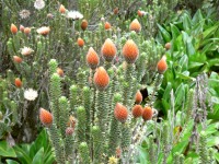 Flower of the Andes (Chuquiraga jussieui)