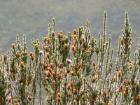Flower of the Andes (Chuquiraga jussieui)