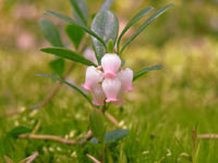 Bearberry (Arctostaphylos uva-ursi)