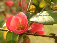 Flowering quince (Chaenomeles speciosa)