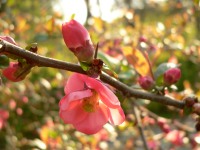 Flowering quince (Chaenomeles speciosa)