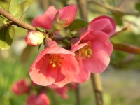 Flowering quince (Chaenomeles speciosa)