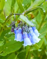 Foothills Mertensia (Mertensia lanceolata)