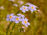 Forget-me-not (Myosotis sylvatica)