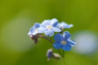 Forget-me-not (Myosotis sylvatica)