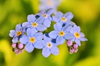 Forget-me-not (Myosotis sylvatica)