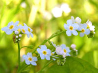 Forget-me-not (Myosotis sylvatica)