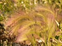 Foxtail Barley, Squirrel-Tail (Hordeum jubatum)