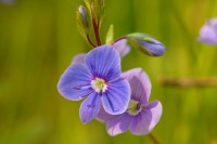 Bird’s-eye speedwell or germander speedwell (Veronica chamaedrys)