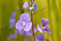 Bird’s-eye speedwell or germander speedwell (Veronica chamaedrys)