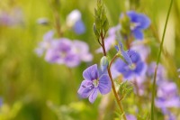 Bird’s-eye speedwell or germander speedwell (Veronica chamaedrys)