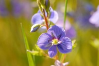 Bird’s-eye speedwell or germander speedwell (Veronica chamaedrys)