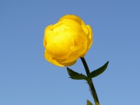 Globe-flower (Trollius europaeus)