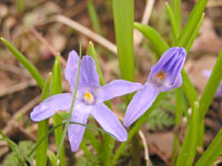 Glory of the Snow (Chionodoxa luciliae)