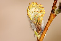 Goat Willow, Pussy Willow (Salix caprea)