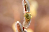 Goat Willow, Pussy Willow (Salix caprea)