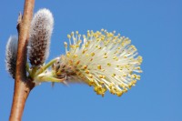 Goat Willow, Pussy Willow (Salix caprea)