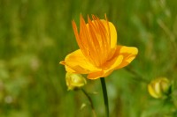 Golden Queen (Trollius chinensis)
