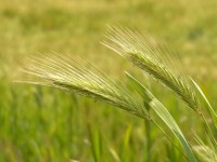 Hare Barley (Hordeum leporinum)