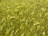 Hare Barley (Hordeum leporinum)