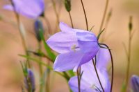 Harebell (Campanula rotundifolia)