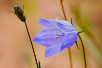 Harebell (Campanula rotundifolia)