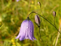 Harebell (Campanula rotundifolia)