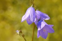 Harebell (Campanula rotundifolia)