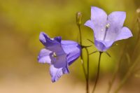 Harebell (Campanula rotundifolia)