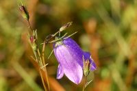 Harebell (Campanula rotundifolia)