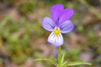 Heartsease (Viola tricolor)