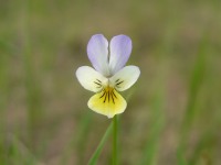 Heartsease (Viola tricolor)