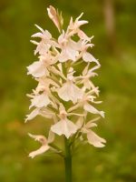 Heath Spotted Orchid or Moorland Spotted Orchid (Dactylorhiza maculata)