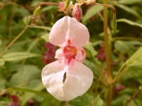 Himalayan Balsam (Impatiens glandulifera)