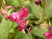 Himalayan Balsam (Impatiens glandulifera)