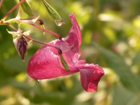 Himalayan Balsam (Impatiens glandulifera)