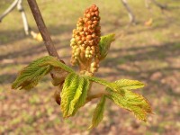 Horse-chestnut or Conker tree (Aesculus hippocastanum)