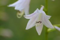 Hosta (Funkia) (Hosta albo-marginata)