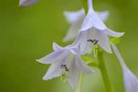 Hosta (Funkia) (Hosta albo-marginata)