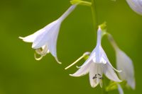 Hosta (Funkia) (Hosta albo-marginata)