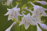 Hosta (Funkia) (Hosta albo-marginata)