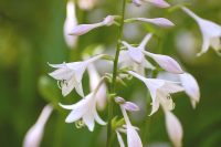Hosta (Funkia) (Hosta albo-marginata)