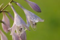 Hosta (Funkia) (Hosta albo-marginata)