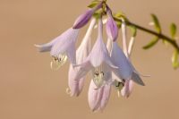 Hosta (Funkia) (Hosta albo-marginata)